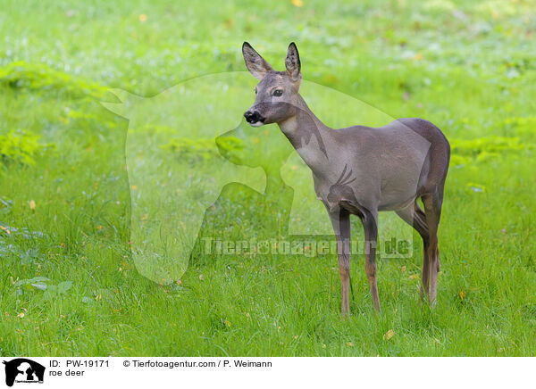 Rehwild / roe deer / PW-19171