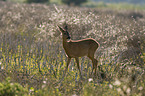 roe deer