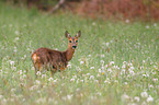 roe deer