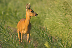 roe deer