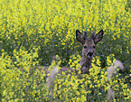 roebuck in rape field