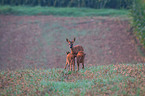 roe deer