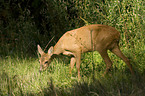 roe deer