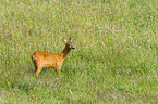 roe deer