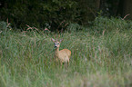 roe deer