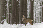 standing roe deer