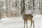 standing roe deer