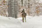 standing roe deer