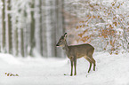 standing roe deer