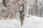 Roe Deer in the snow