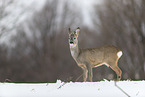 standing roe deer