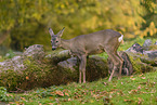 roe deer