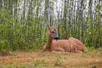 roe deer