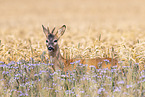 roe deer