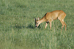 roe deer