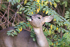 roe deer