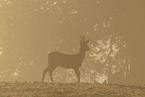 roe deer