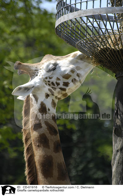 Uganda-Giraffe / Giraffa camelopardalis rothschildi / CD-01916