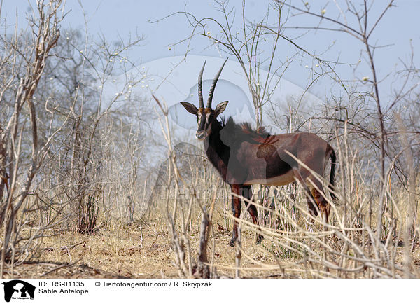 Rappenantilope / Sable Antelope / RS-01135