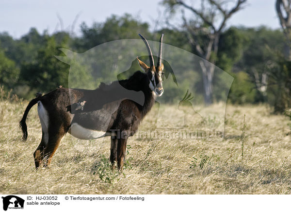 Rappenantilope / sable antelope / HJ-03052