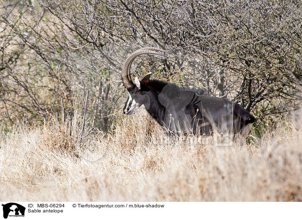 Rappenantilope / Sable antelope / MBS-06294