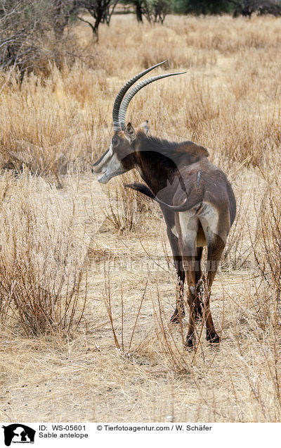 Rappenantilope / Sable antelope / WS-05601