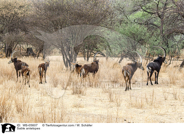 Rappenantilopen / Sable antelopes / WS-05607