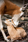 scimitar oryx