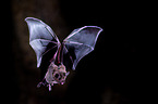 short-tailed fruit bat