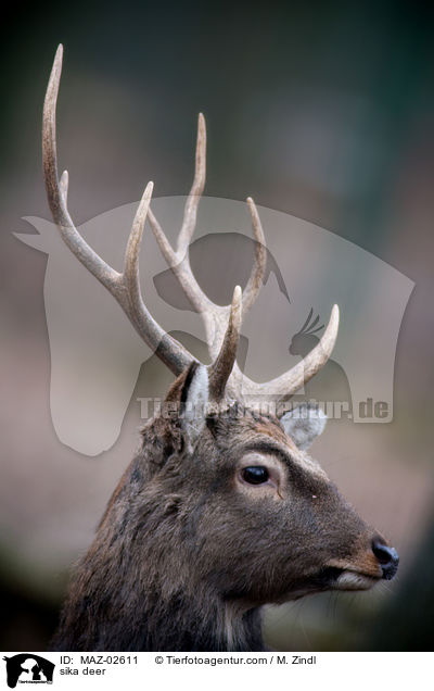 Sikawild / sika deer / MAZ-02611