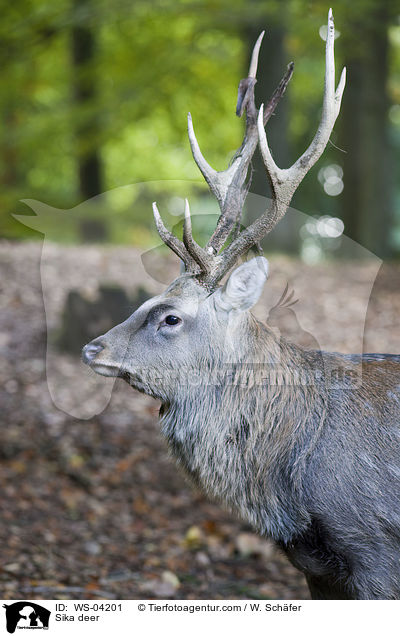 Sikawild / Sika deer / WS-04201