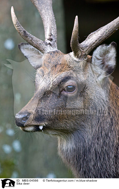 Sikawild / Sika deer / MBS-04566