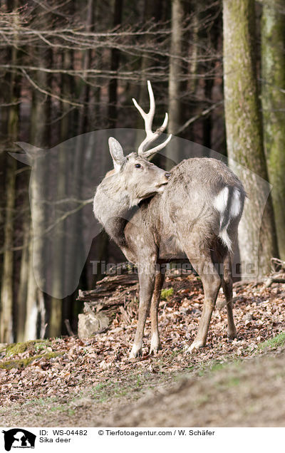 Sika deer / WS-04482