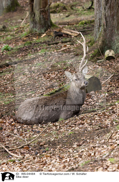 Sika deer / WS-04484