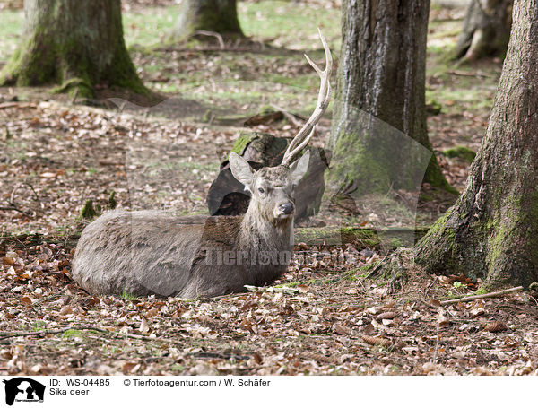 Sikawild / Sika deer / WS-04485