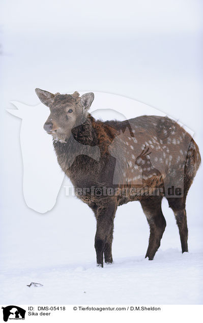 Sika deer / DMS-05418