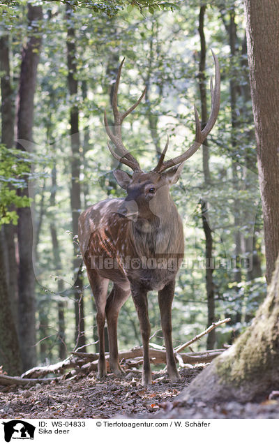 Sika deer / WS-04833