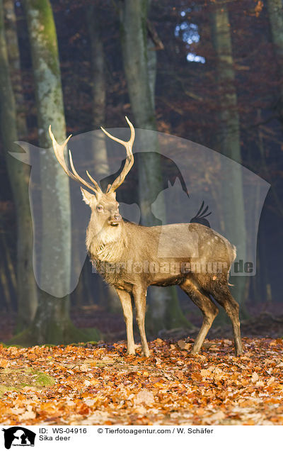 Sika deer / WS-04916