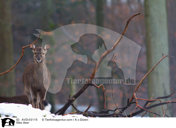 Sika deer / AVD-03115