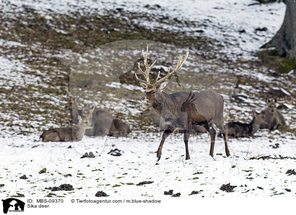 Sikawild / Sika deer / MBS-09370