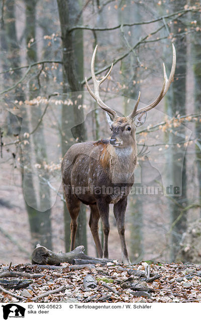 Sikawild / sika deer / WS-05623