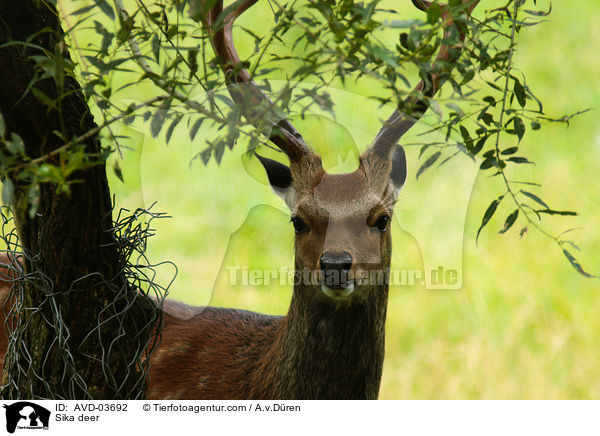 Sikawild / Sika deer / AVD-03692
