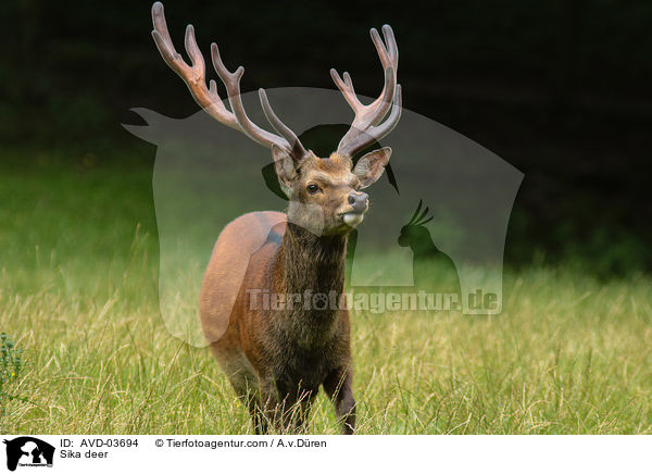 Sika deer / AVD-03694