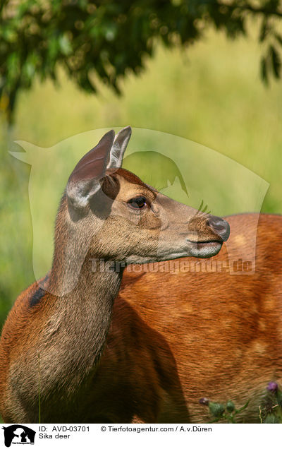Sika deer / AVD-03701