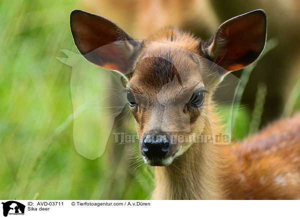 Sikawild / Sika deer / AVD-03711