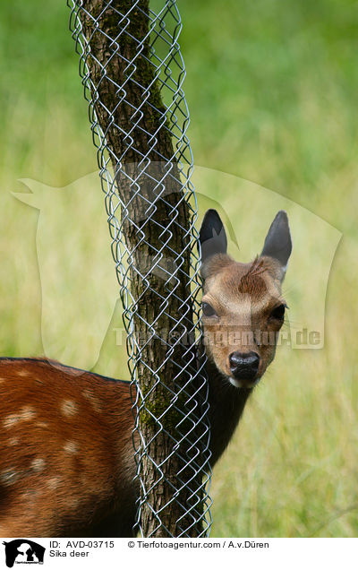 Sikawild / Sika deer / AVD-03715