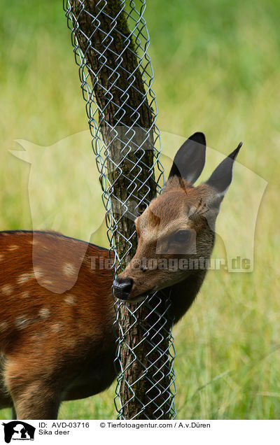 Sikawild / Sika deer / AVD-03716