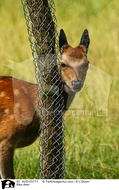 Sikawild / Sika deer / AVD-03717