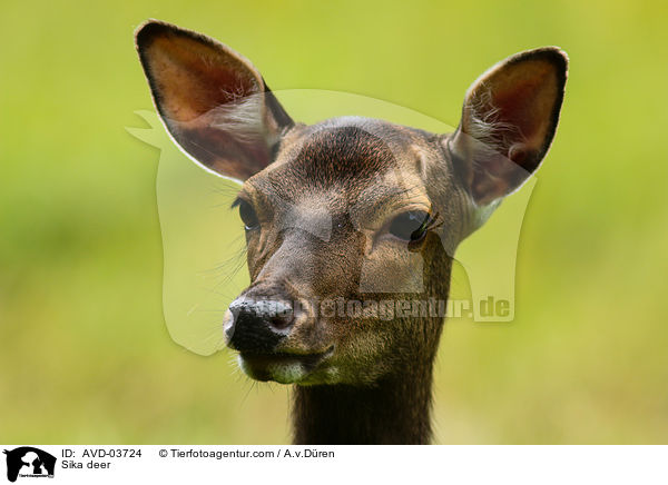 Sikawild / Sika deer / AVD-03724