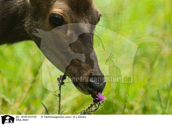 Sikawild / Sika deer / AVD-03725